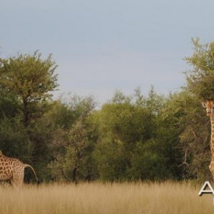 Giraffe South Africa