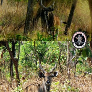 Lord Derby Eland Bull and Cow