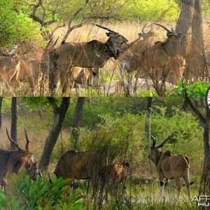 Trophy Lord Derby Eland Bull on the left