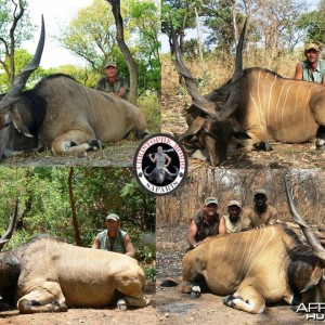 Trophy Lord Derby Eland Bulls