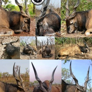 Lord Derby Eland curls