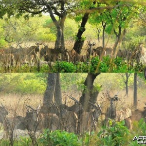 Lord Derby Eland herd