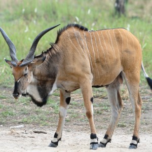 Young Lord Derby Eland Bull