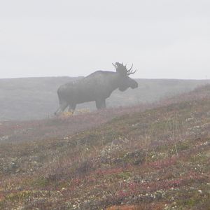 Moose 2009 Alaska