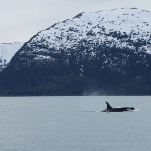 2010 Alaska Orca