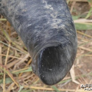 Well worn tips on this old Buffalo