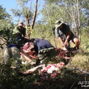 Buffalo used as Leopard Bait in Zimbabwe