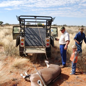 Loading Oryx (heifer)