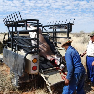 Loading Oryx (heifer)