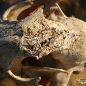 Leopard Skull