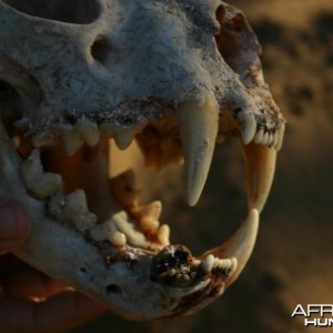 Leopard Skull