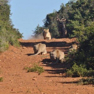 Failed Lion Ambush