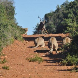 Failed Lion Ambush