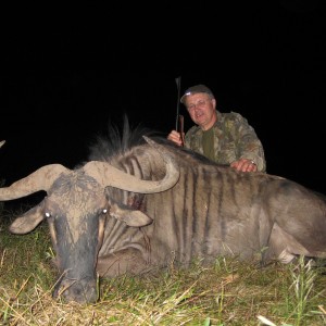 Blue Wildebeest hunt in Namibia