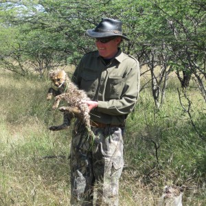 Cheetah Cub Namibia