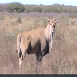 Hunting in South Africa at Spiral Horn Safaris