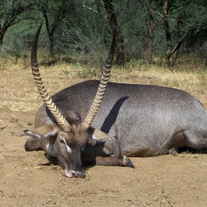 Waterbuck