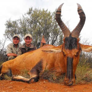 Nice Red Hartebeest