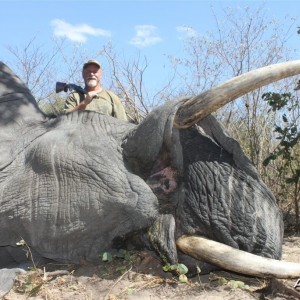 43 lbs Elephant hunted in the Caprivi Namibia