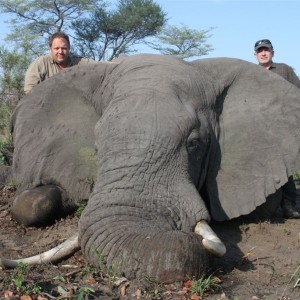 53 lbs Elephant hunted in the Caprivi Namibia