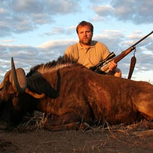 Black Wildebeest Namibia