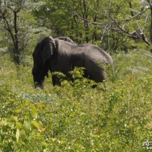 Broken tusk Elephant bull, typical as non export