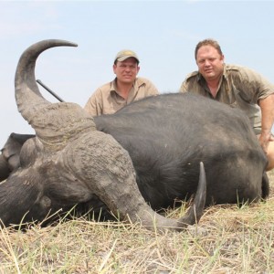 Buffalo hunted in Namibia Chobe flood plains