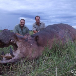 Hippo hunted in Namibia Chobe flood plains