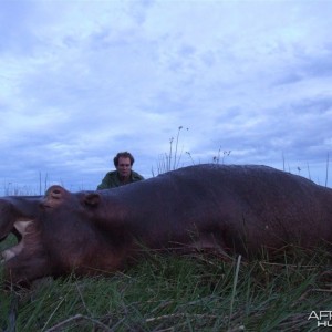 Hippo hunted in Namibia Chobe flood plains