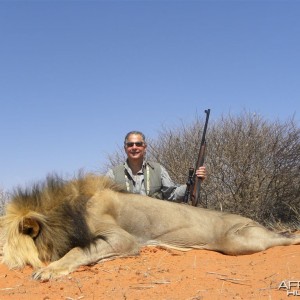 Free range Namibian Lion