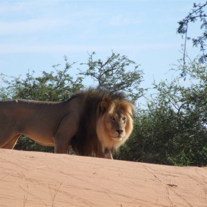 Free range Namibian Lion