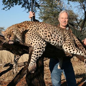 Kalahari Leopard