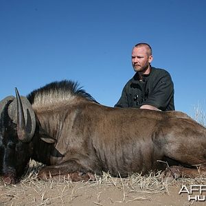 Black Wildebeest Namibia