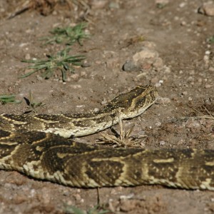 Puff Adder