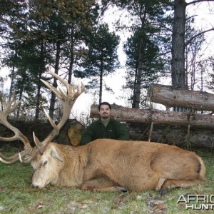 red stag taken in the UK