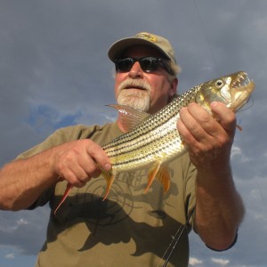 Zambezu River Tiger Fish