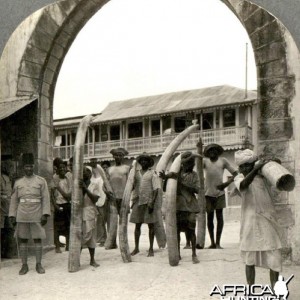 Ivory from the African jungle being readied for export in Mombasa