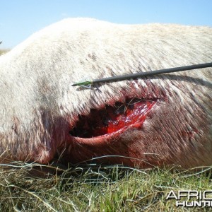 The gash left by the 130gr 4-blade Muzzy on entry