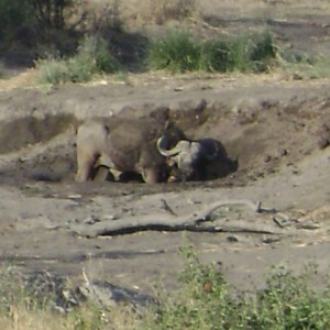 Buffalo licking salt