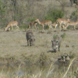 Watering hole