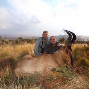 Hartebeest