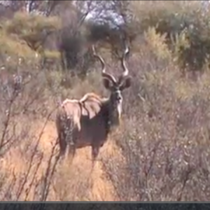 Kudu Hunt