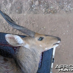 Bushbuck