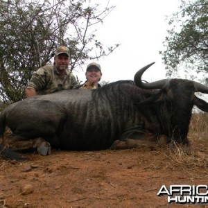 Wildebeest