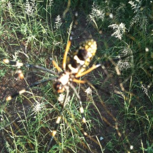 Spider from Zimbabwe