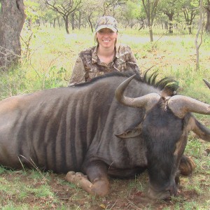 Wildebeest