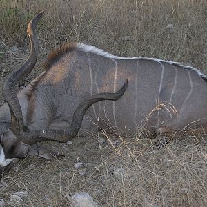 Namibia Kudu