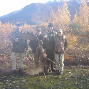 Alaska Moose