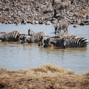 Etosha zebra