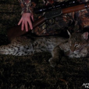 Bobcat